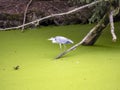 gray heron, Ardea cinerea, lurks over water covered with plants