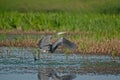 Gray Heron (Ardea cinerea) preparing to fly in a wetland Royalty Free Stock Photo
