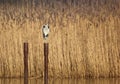 Gray Heron (Ardea cinerea) sitting on a pole in the water Royalty Free Stock Photo