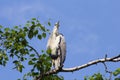 Gray heron (Ardea cinerea) sitting on a tree in Germany and basks in the evening sun .