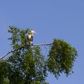 Gray heron (Ardea cinerea) sitting on a tree in Germany and basks in the evening sun .