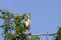 Gray heron (Ardea cinerea) sitting on a tree in Germany and basks in the evening sun .