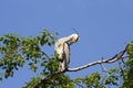 Gray heron (Ardea cinerea) sitting on a tree in Germany and basks in the evening sun .