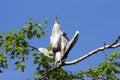 Gray heron (Ardea cinerea) sitting on a tree in Germany and basks in the evening sun .