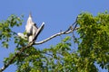 Gray heron (Ardea cinerea) sitting on a tree in Germany and basks in the evening sun .