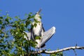 Gray heron (Ardea cinerea) sitting on a tree in Germany and basks in the evening sun .