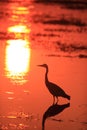 The gray heron Ardea cinerea standing on the river at sunset. The great heron is approaching the last light of the setting sun Royalty Free Stock Photo