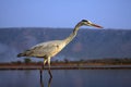 The gray heron Ardea cinerea standing in a small pond in an African bush. Heron taking a wide-angle lens with mountains in the