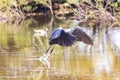 Gray heron - Ardea cinerea - taking flight in the natural area of Marismas del Odiel, Huelva, Andalusia, Spai Royalty Free Stock Photo