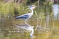 Gray heron - Ardea cinerea - taking flight in the natural area of Marismas del Odiel, Huelva, Andalusia, Spai Royalty Free Stock Photo