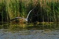 Gray heron - a species of large water bird with a slender figure with a long curved neck