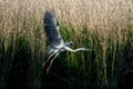 Gray heron - a species of large water bird with a slender figure with a long curved neck