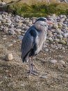 Gray Heron bird or Ardea cinerea in the London Zoo.