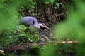 Gray heron bird eating a fish by the lake in the forest Royalty Free Stock Photo