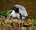 Gray Heron bird on the shore of the lake Royalty Free Stock Photo