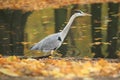 Gray heron