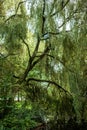 Gray Heron is camoflauged, perching in a tall weeping willow tree in a park