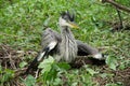 Gray heron chick fallen out of the nest sits on the ground in the forest.