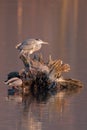 Gray heron and duck at sunset Royalty Free Stock Photo