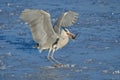 Gray heron eating a fish Royalty Free Stock Photo