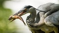 A gray heron eats a fish Royalty Free Stock Photo