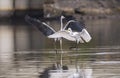 Gray heron and Egret,Wildlife in natura Royalty Free Stock Photo