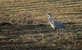 Gray heron in a field