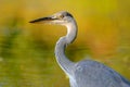 Gray heron fishing in a pond in France Royalty Free Stock Photo