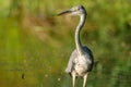 Gray heron fishing in a pond in France Royalty Free Stock Photo