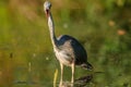 Gray heron fishing in a pond in France Royalty Free Stock Photo