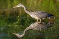 Gray heron fishing in a pond in France Royalty Free Stock Photo