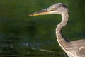 Gray heron fishing in a pond in France Royalty Free Stock Photo