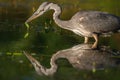 Gray heron fishing in a pond in France Royalty Free Stock Photo