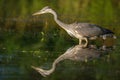 Gray heron fishing in a pond in France Royalty Free Stock Photo