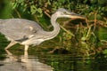 Gray heron fishing in a pond in France Royalty Free Stock Photo