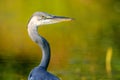 Gray heron fishing in a pond in France Royalty Free Stock Photo