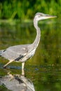 Gray heron fishing in a pond in France Royalty Free Stock Photo