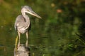 Gray heron fishing in a pond in France Royalty Free Stock Photo