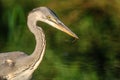 Gray heron fishing in a pond in France Royalty Free Stock Photo