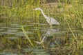 Gray heron fishing in a pond in Kruger Park Royalty Free Stock Photo