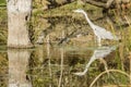 Gray heron fishing in a pond in Kruger Park Royalty Free Stock Photo