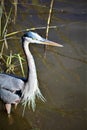 A Gray Heron Fishing Royalty Free Stock Photo