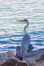 Gray heron fishing at sunset on the beach Royalty Free Stock Photo