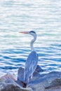 Gray heron fishing at sunset on the beach Royalty Free Stock Photo