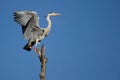 Gray heron