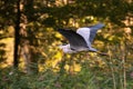 Gray heron in flight