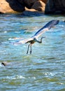 A gray heron in flight over the Catawba river.