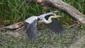 Gray heron in flight over the lake water Royalty Free Stock Photo