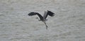 Gray Heron in flight over a river, Ardea cinerea