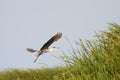 Gray heron in flight over swamps Royalty Free Stock Photo